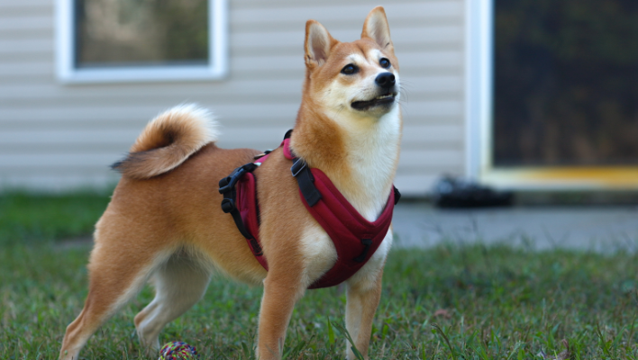 Good Quality dog harness belt which support neck  