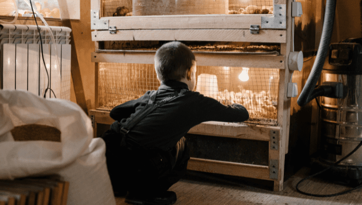 a boy checking chicks in old brooder and their growth